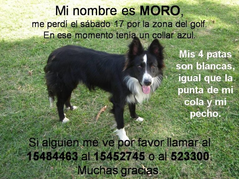 Moro, el perro que se reencontró con sus amos después de 3 años