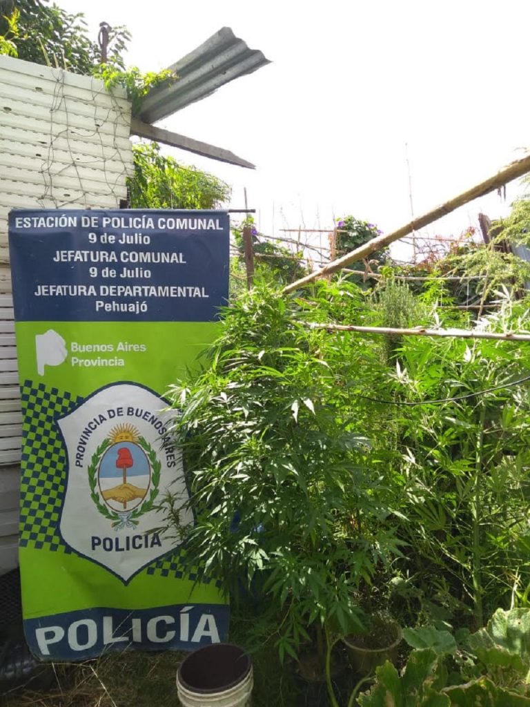 Secuestraron 22 kilos de plantas de marihuanas