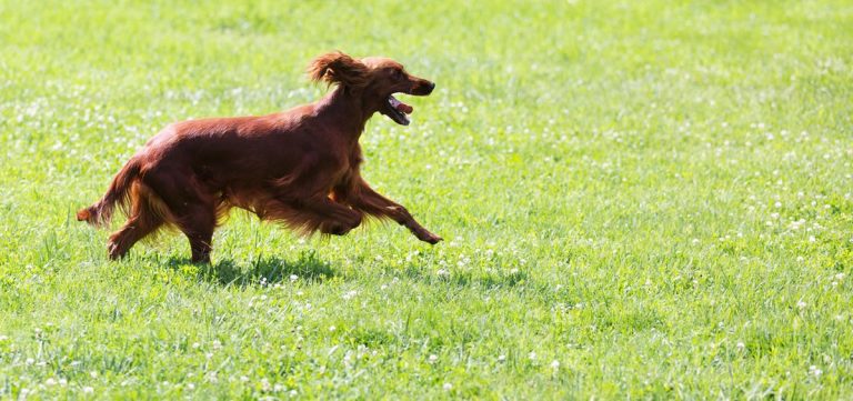No hay evidencia de que los animales puedan infectarse