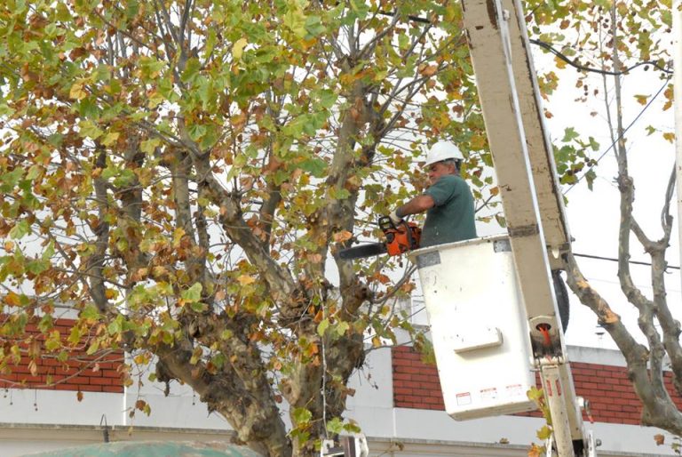 Está prohibida la poda y extracción de árboles