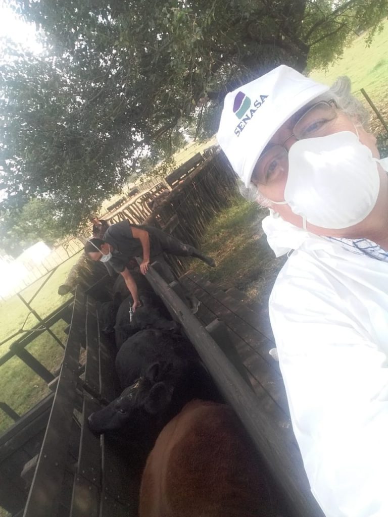 Continúa en Buenos Aires la vacunación contra la fiebre aftosa