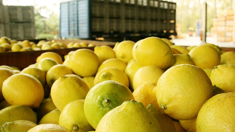 El inicio de exportaciones de limones a China genera gran expectativa