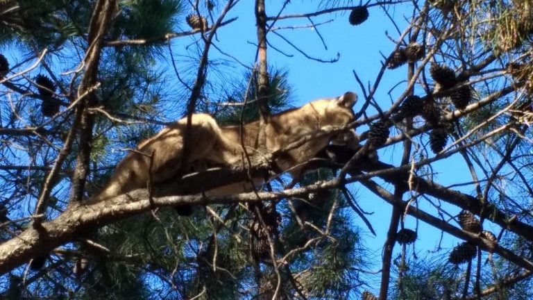 Apareció un puma en Monte Hermoso