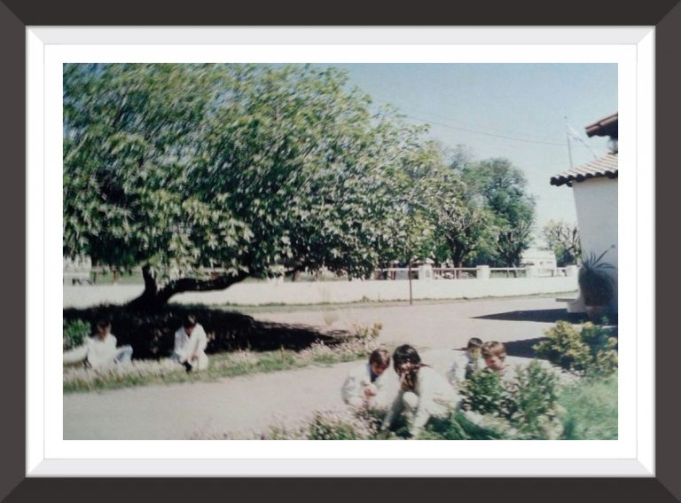 El primer retoño de la higuera sarmientina en 9 de Julio