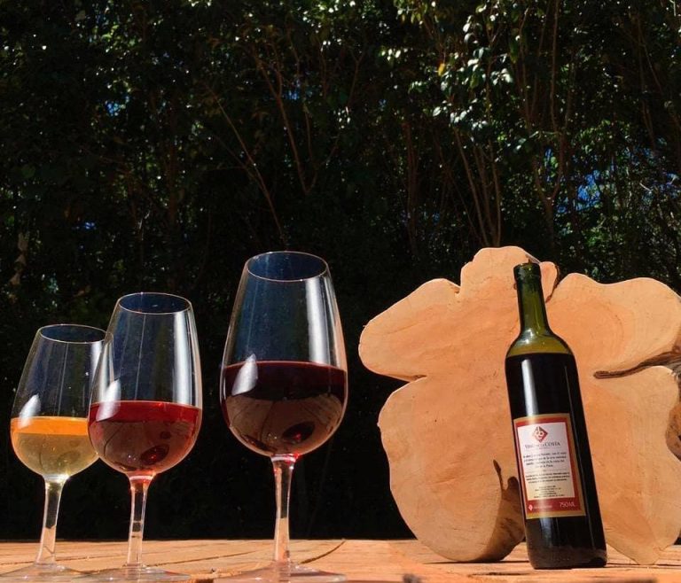 Fiesta del vino de la costa: una mirada retrospectiva