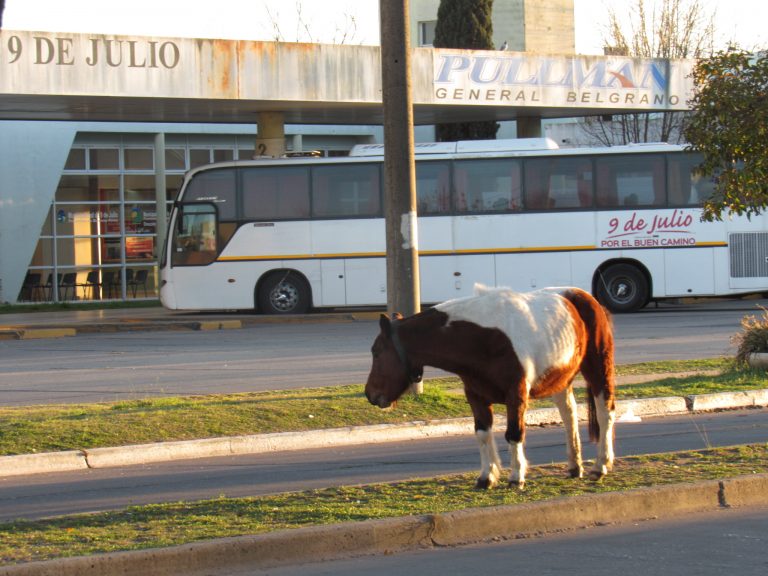 Apareció un caballito pastando en una rambla