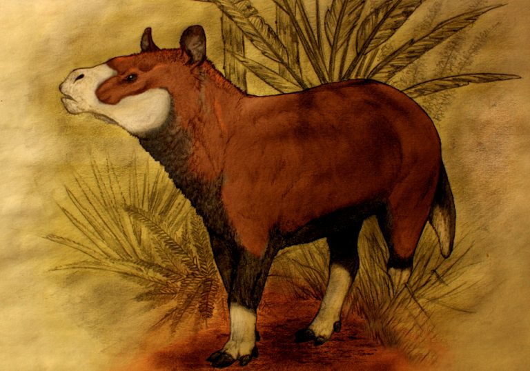 Revelan que la fauna extinta de Sudamérica jugó un papel importante para el origen de los caballos, rinocerontes y tapires