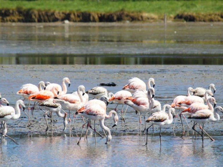 La Reserva Parque Atlántico Mar Chiquito y una albufera única en el país