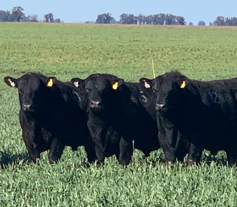 «Don Félix» y «La Marianita» invitan al 5º Remate