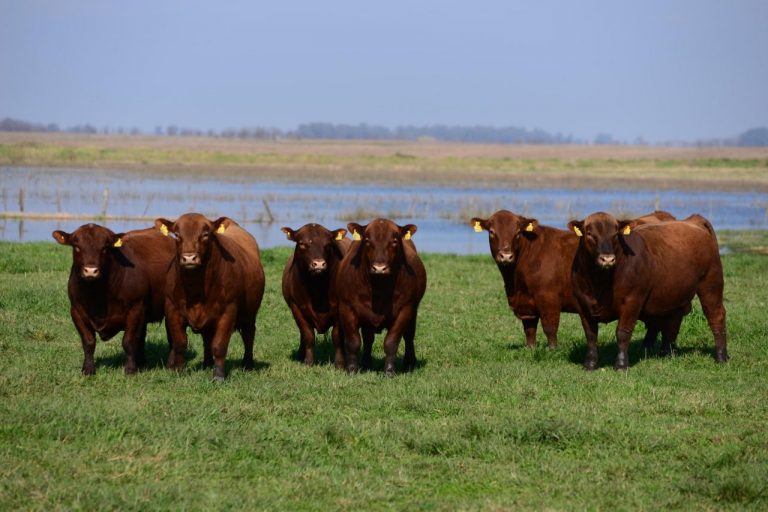 «Los Pamperos» convoca a su 11º remate anual