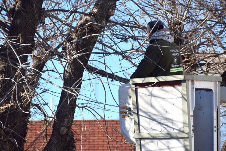 Se recuerda la prohibición para extraer árboles sin autorización