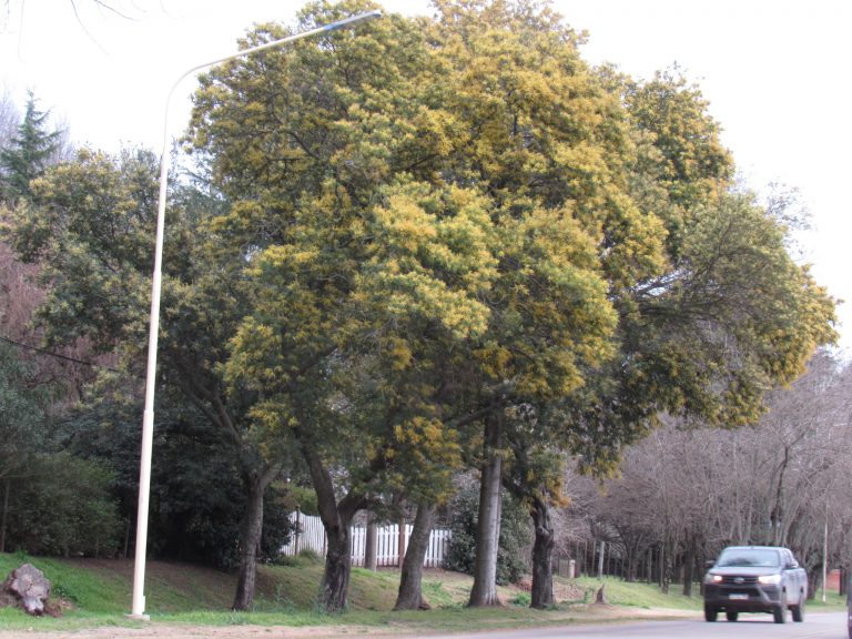 Aromos se encuentran florecidos