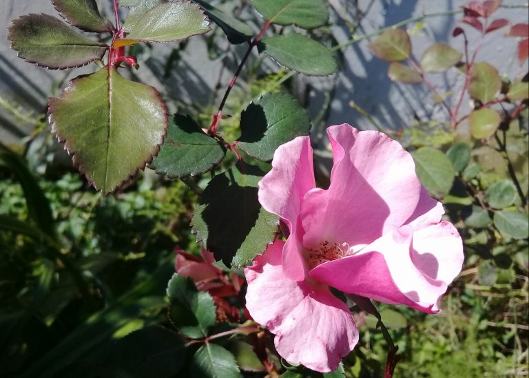 ¡Bienvenida Primavera!