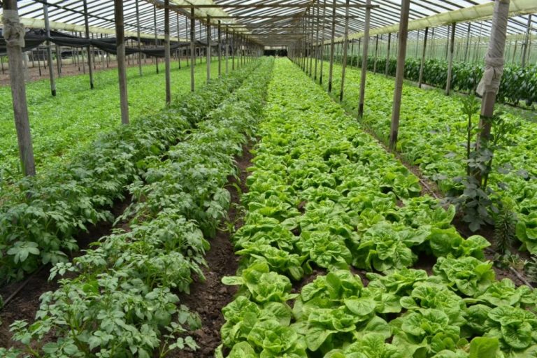 Aprueban proyectos hortícolas agroecológicos