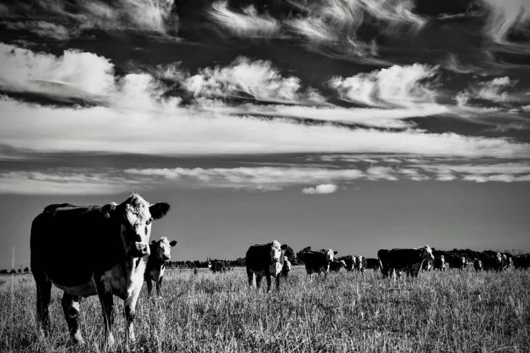 Diez años secos: menos pasto, pero más ganado