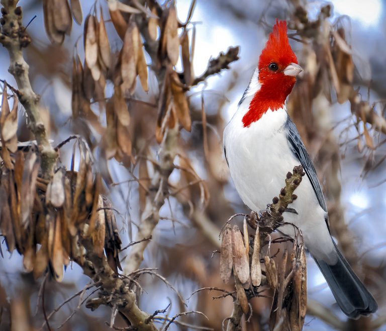 Moreno y Tigre, dos locaciones ideales para entusiastas del avistaje de aves