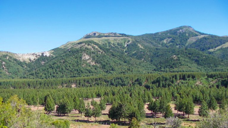 ¿Cuán efectivas son las forestaciones para mitigar el calentamiento global?