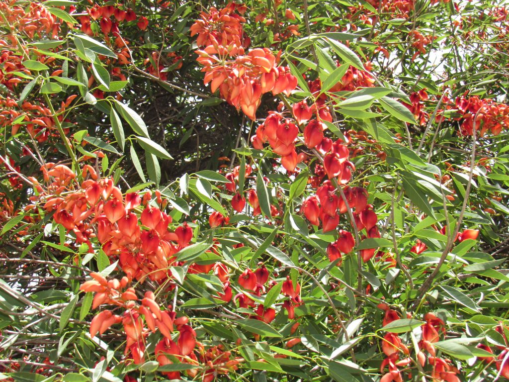 Se celebra el Día de la Flor Nacional el Ceibo | Diario El 9 de Julio