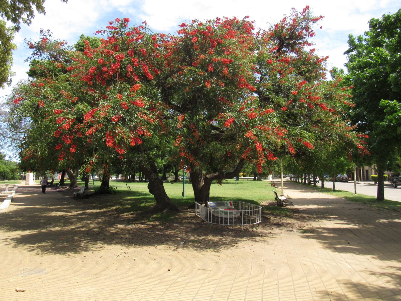 Se celebra el Día de la Flor Nacional el Ceibo | Diario El 9 de Julio Se celebra el Día de la Flor Nacional el Ceibo | Diario El 9 de Julio