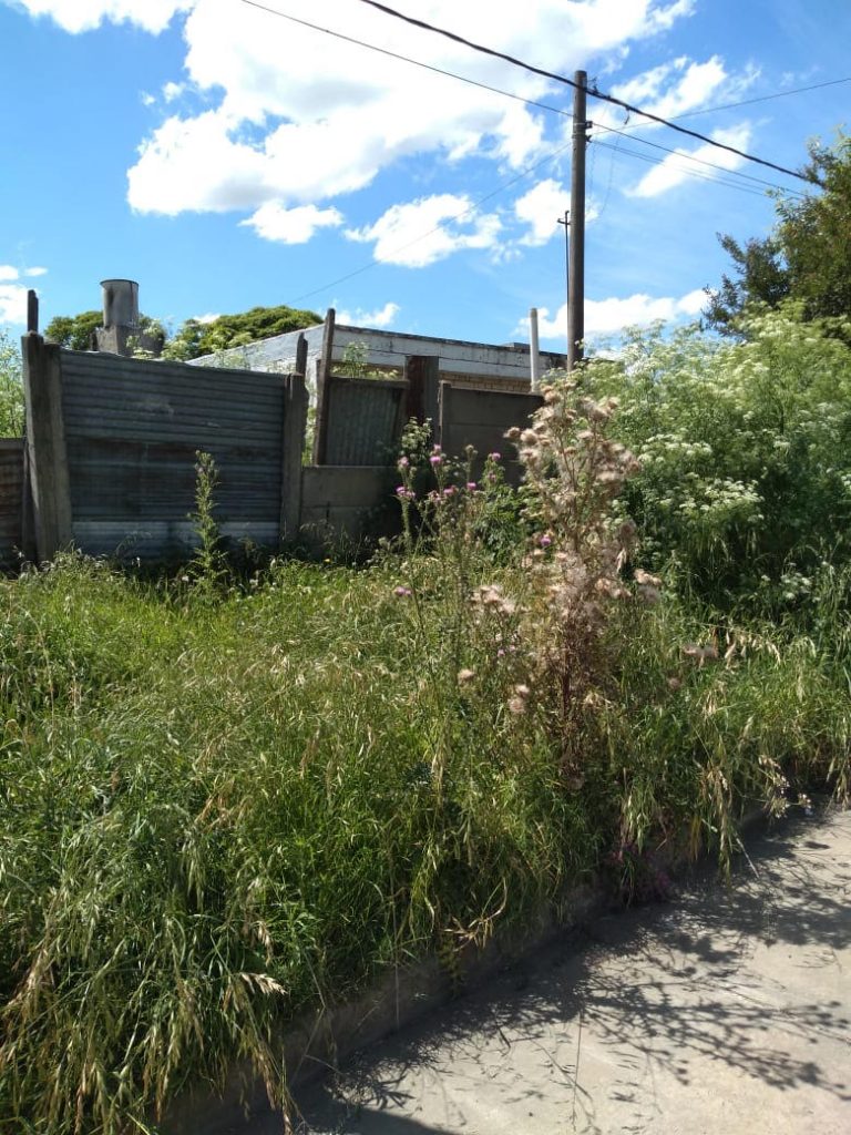 Vecinos reclaman por pastos altos