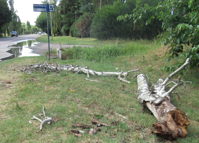Cayó un árbol en el Acceso Perón