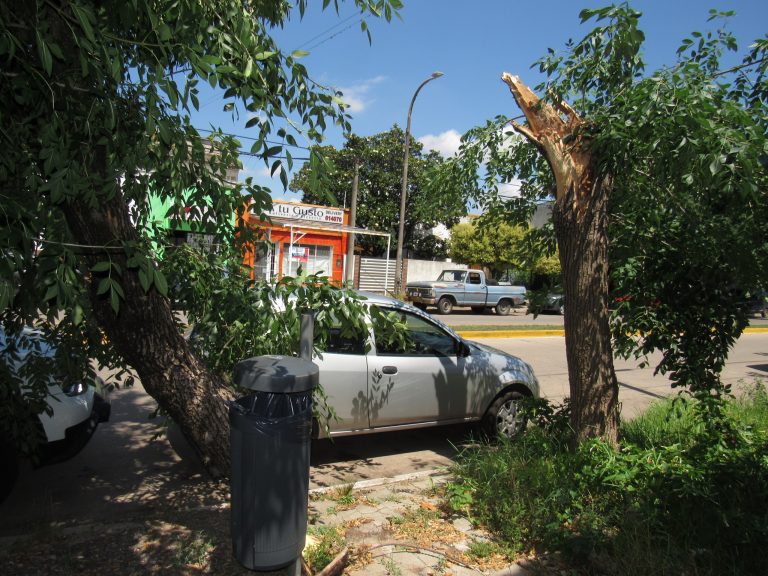 Se partió un árbol y quedó en un lugar peligroso