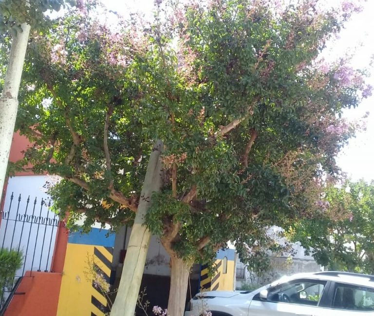 Un poste apoyado, en una planta
