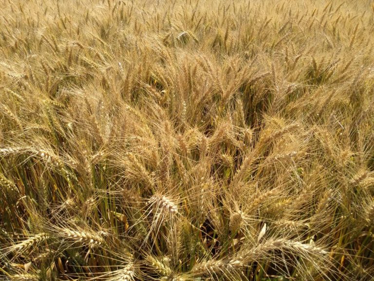 El gobierno baja hasta junio las retenciones a la soja, el trigo, el maíz y el girasol