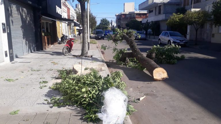 Falleció un vecino por la caída de un árbol