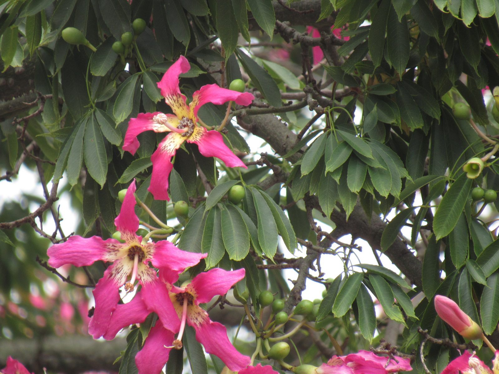 Palos De Flores - Temu Chile