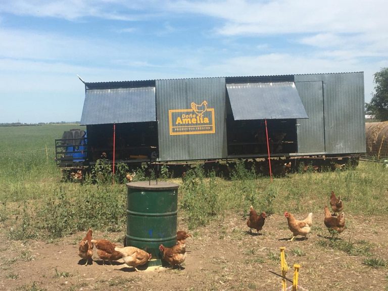 En 9 de Julio se realiza la crianza de gallinas libres en pastoreo