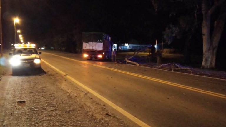 Cayó un árbol sobre la Ruta 5