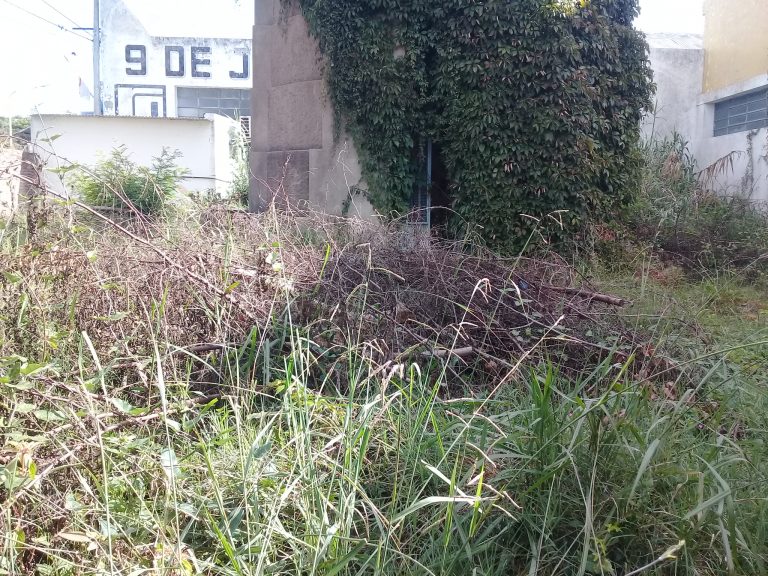 Reclamo de vecinos: pastos altos y presencia de ratones