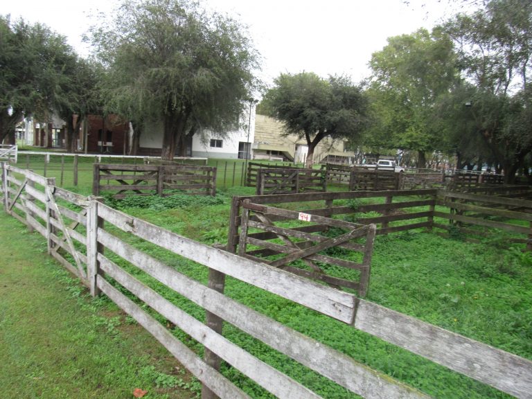 Sociedad Rural sacará los corrales del predio de la Ciudad