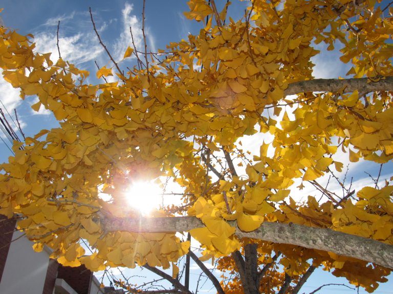 En otoño el color lo aportan las hojas