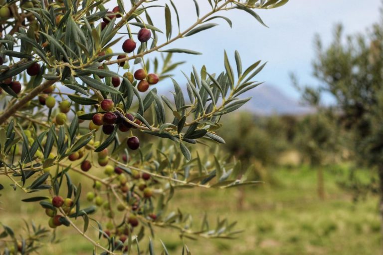 Ruta del Olivo: paisajes, sabores y experiencias