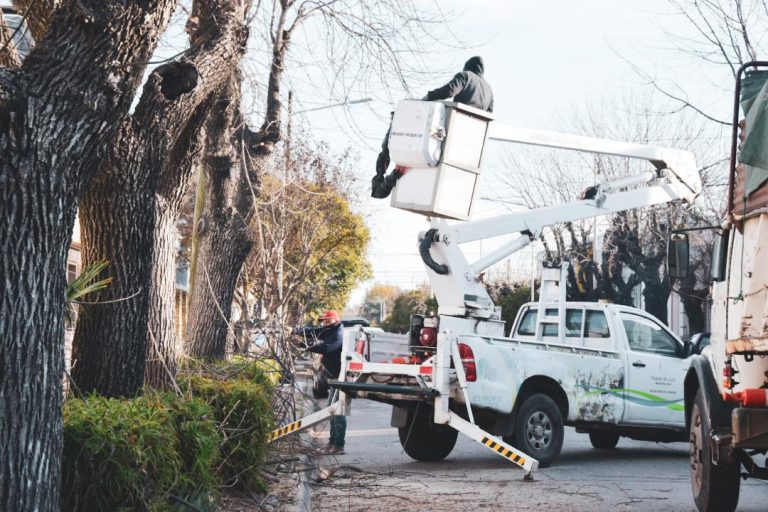 Arbolado urbano: sigue la campaña de poda