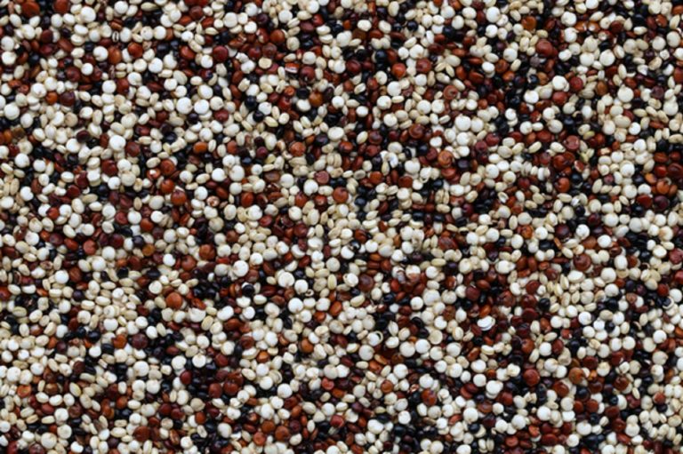 Desde el CONICET, elaboran la primera leche de quinoa argentina