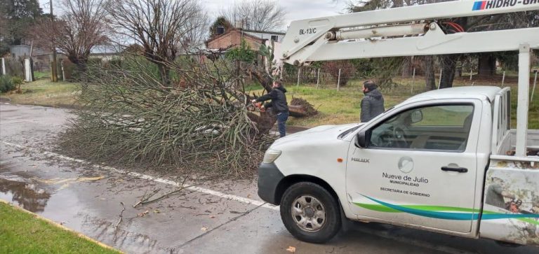 Caída de un árbol en calle General Paz
