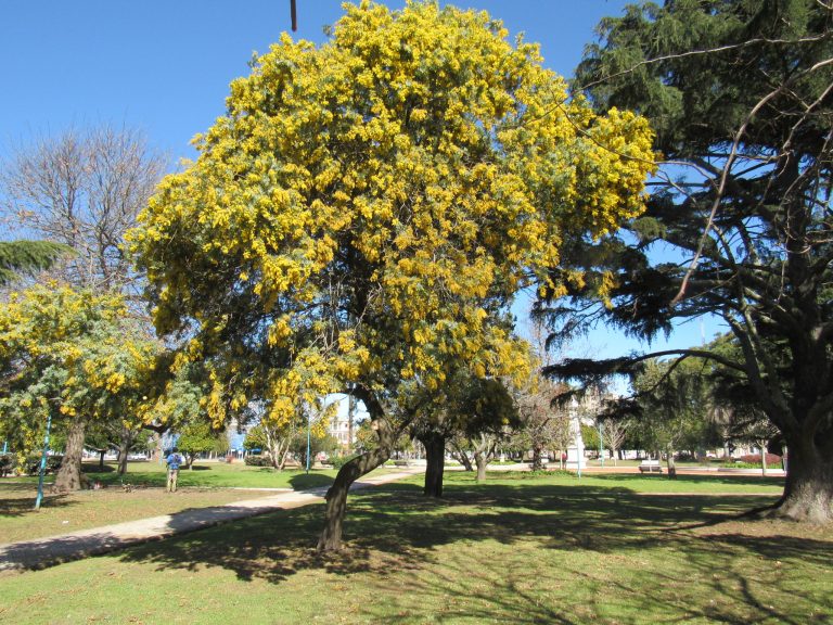 El Aromo florecido anticipa la primavera