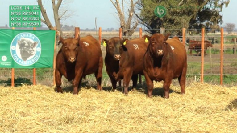 «Los Pamperos» convoca a su 12º remate anual