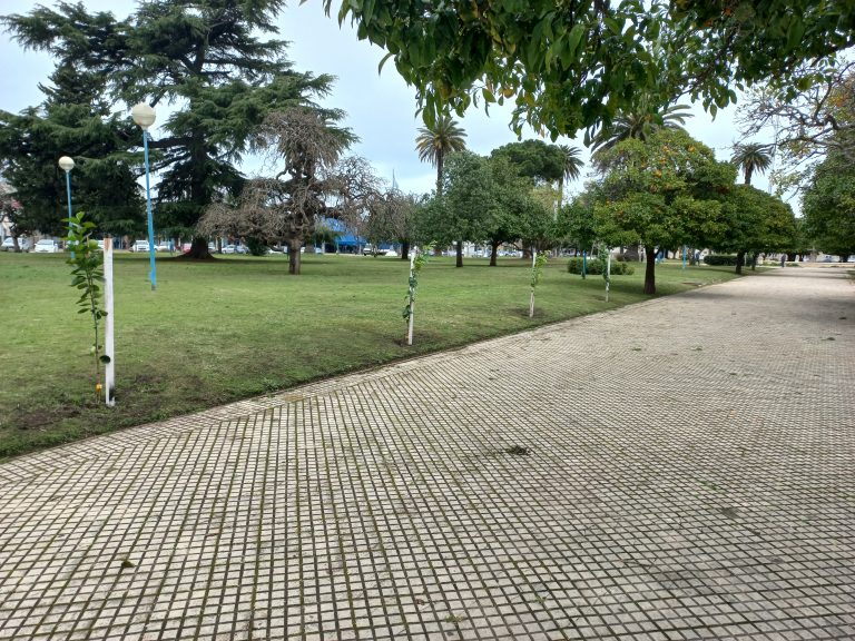 Reemplazan naranjos en Plaza Belgrano