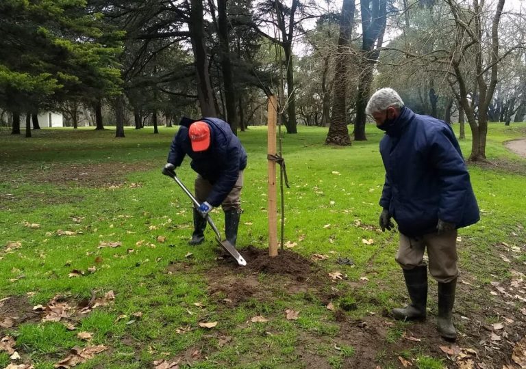 Renuevan árboles en espacios públicos