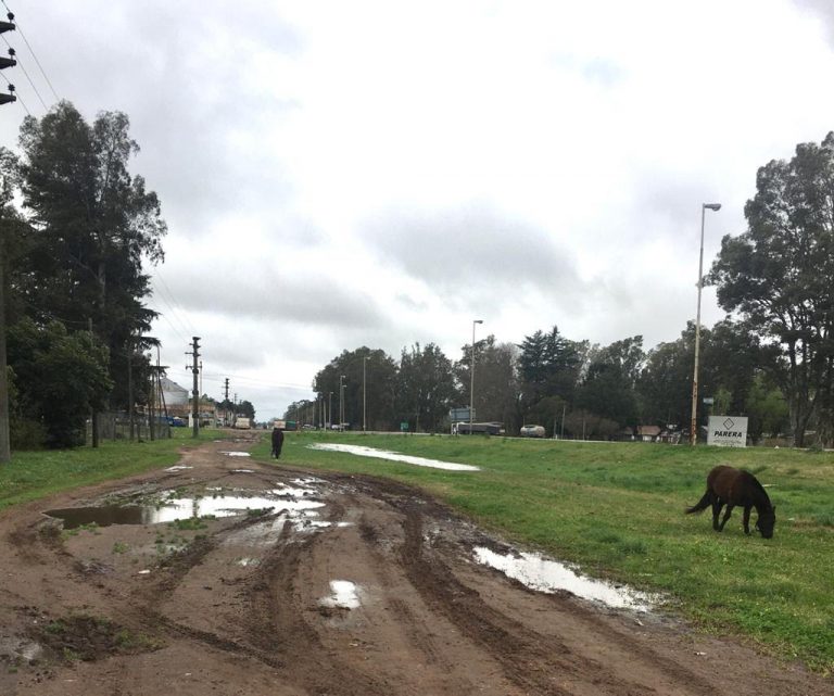 Presencia de caballos en Ruta 5 km 263