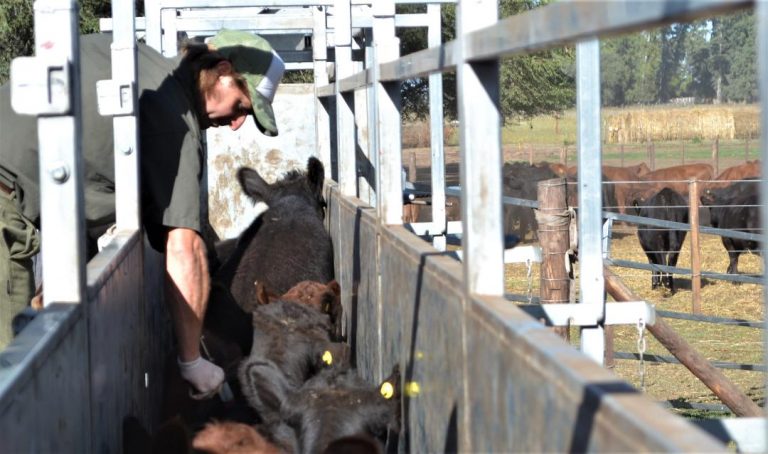 Antiaftosa: la vacunación empezará el 11 de octubre