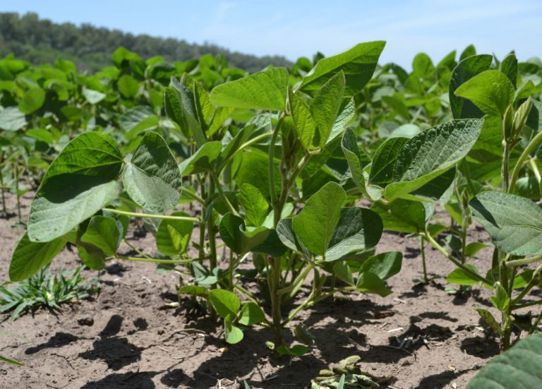 En la charla de la Rural se abordarán los cultivos de soja y sorgo