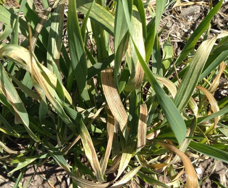 Aparecieron enfermedades en lotes de trigo y cebada