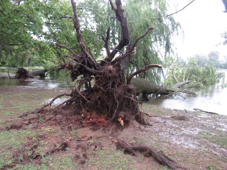 Cayeron árboles en la Laguna del Parque