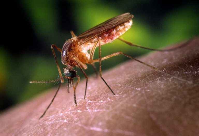 Invasión de mosquitos