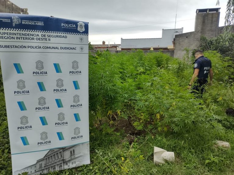 Secuestro de plantas de marihuana